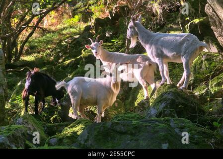 Trip of beautiful and cute white and black wild goats in sunlight standing on the rocks and seen in Wicklow Mountains, Barnaslingan Forest, Ireland Stock Photo