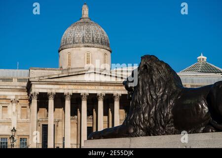 Lion sculpture outside the National Gallery at Trafalgar Square, London, UK Stock Photo