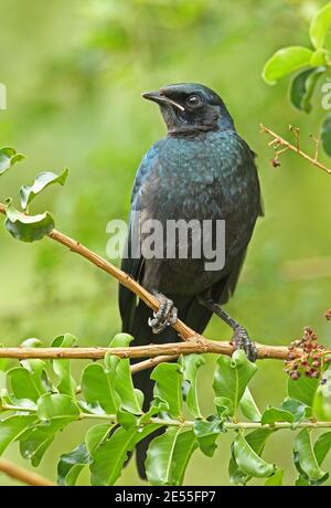 Burchell's Starling (Lamprotornis australis) juvenile perched on twig  Kruger NP, South Africa          November Stock Photo