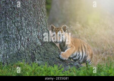 Bengal tiger cub posing near a tree trunk in the forest. Horizontally. Stock Photo