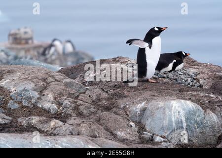 A gentoo penguin couple settles into their rock nest at Paradise Bay on the Antarctic Peninsula Stock Photo