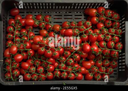 Heap of small cherry red tomatoes in plastic container displayed at food market, view from above Stock Photo