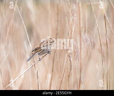 Reed Bunting feeding in reeds, Teifi Marshes, Wales Stock Photo