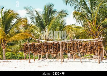 Seaweed is dried in the sun on a Zanzibar beach Stock Photo