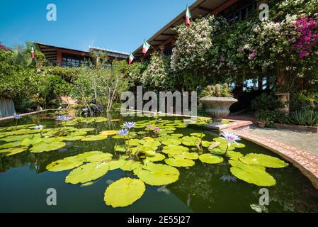 Water lily pond at Vallarta Botanical Gardens, Puerto Vallarta, Mexico. Stock Photo