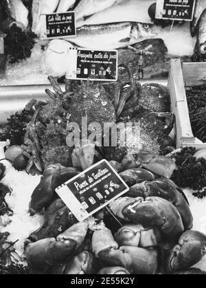 Cooked crabs and lobsters for sale at fish market in Trouville-sur-Mer (Normandy, France). Black white photo Stock Photo