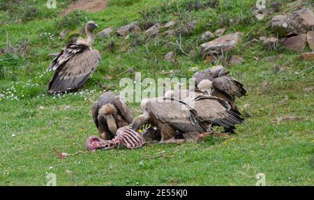 Group of griffon vultures eating the corpse of a sheep Stock Photo