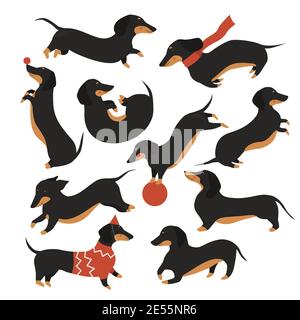 Dachshund dog vector illustration set. Cartoon cute pet animal in various poses collection, funny dachshund wearing sweater or scarf, happy puppy doggy playing with ball, jumping isolated on white Stock Vector