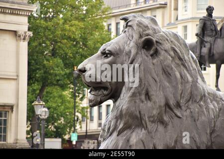 Trafalgar Square lion statue detail, London Stock Photo