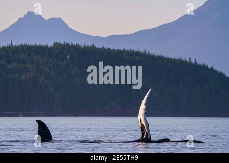 Two humpbck whales socializing in Blachfish Sound showing their flipper and tail-fluke, off northern Vancouver Island, First Nations Territory, Britis Stock Photo