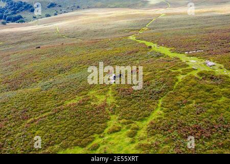 Wild horses on Sugar Loaf mountain in Brecon Beacons National Park. Stock Photo