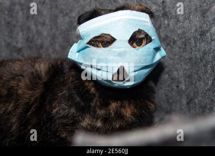 Cat mask portrait hi-res stock photography and images - Alamy