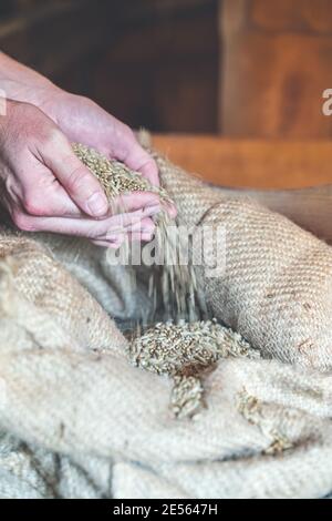 Person taking wheat grains at mill storage Stock Photo