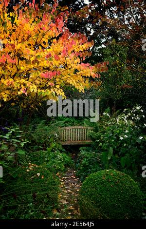 Cercidiphyllum japonicum Heronswood Globe,katsura Heronswood Globe,golden yellow leaves,golden yellow orange foliage,autumn,autumnal,fall,colours,colo Stock Photo