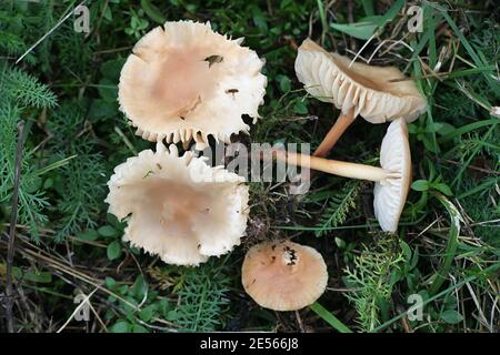Marasmius oreades, known as fairy ring mushroom or fairy ring champignon, wild edible mushroom from Finland Stock Photo