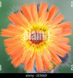 Pilosella aurantiaca, known as  Fox and cubs or fox-and-cubs, wild flower from Finland Stock Photo
