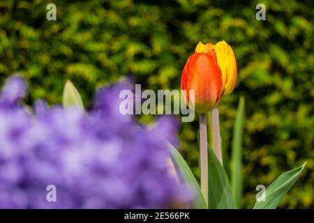 Didier's tulips blooming in the garden Stock Photo