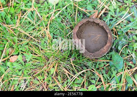 Lycoperdon utriforme, also called Calvatia caelata and Handkea utriformis, commonly known as mosaic puffball, wild fungus from Finland Stock Photo