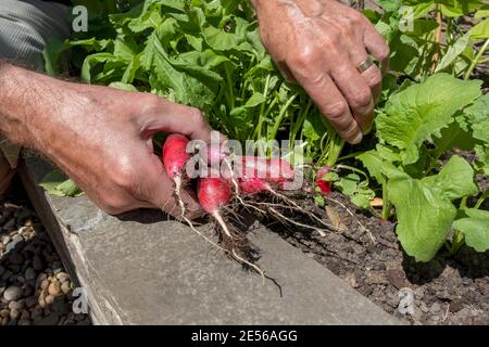 Close up of man picking fresh radishes from the garden in summer. Stock Photo