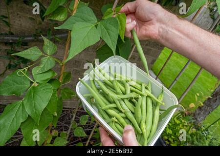 Close up of man picking tender green runner beans in the garden in summer. Stock Photo