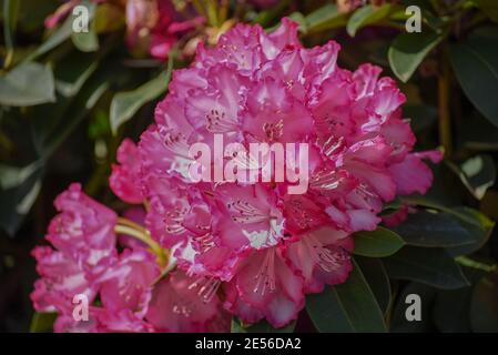 Azalea Rosa King. Deep-pink blossoms of vigorous Japanese Azalea. Close up Stock Photo