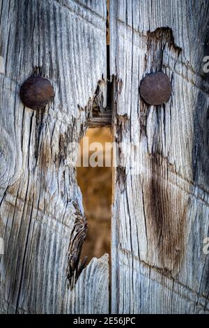 detail of an old wooden door with a broken hole in the middle and two rusty metal nails, vertical Stock Photo