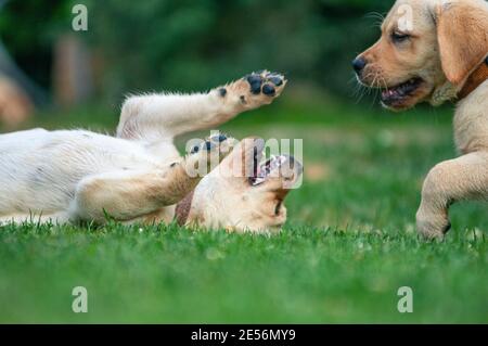 Two yellow Labrador Retriever puppies are playing fight in the garden Stock Photo