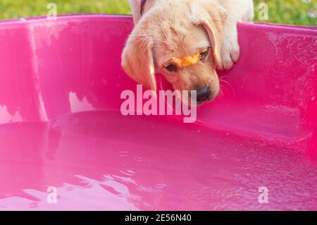 Little yellow Labrador Retriever puppy is playing in a pink dog swimming pool. The dog seems fearful to jump in the pool Stock Photo