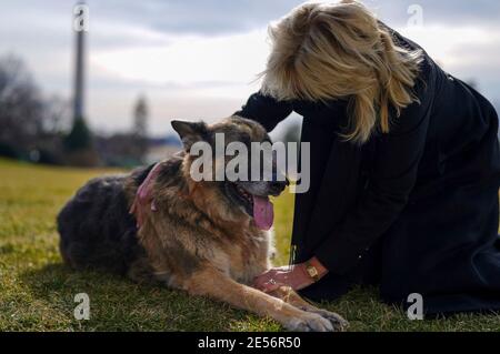 U.S First Lady Dr. Jill Biden, pets Champ Biden, a rescue dog on the South Lawn of the White House January 24, 2021 in Washington, D.C. The Bidens adopted the German shepherd in 2018 from the Delaware Humane Association. Stock Photo