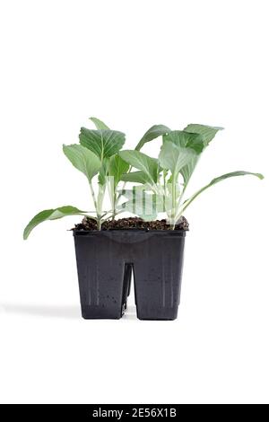 Plastic four pack cell of broccoli plants ready for the garden. Isolated over a white background with clipping path included. Stock Photo