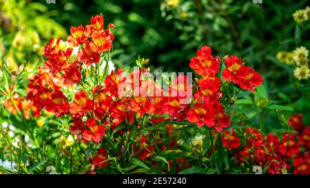 Hardy, colorful, red, yellow and black Alstromeria, Peruvian Lily in an Australian garden setting Stock Photo