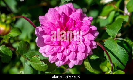 Pink Waterlily Dahlia in a garden setting Stock Photo