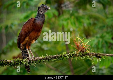 Great Curassow - Crax rubra large, pheasant-like great bird from the Neotropical rainforests, from Mexico, through Central America to western Colombia Stock Photo
