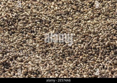 Abbigeri, Karnataka, India - November 6, 2013: Closeup of huge pile of freshly harvested brown peanuts. Stock Photo