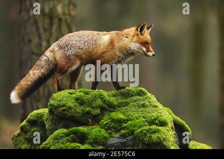 Cute Red Fox, Vulpes vulpes in fall forest. Beautiful animal in the nature habitat. Wildlife scene from the wild nature.