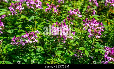 A bed of purple and pink spider flower, Cleome Hassleriana, in an Australian garden setting Stock Photo