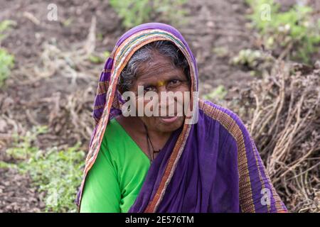 Abbigeri, Karnataka, India - November 6, 2013: Closeup of older female peanut harvester with purple shawl and sari, green shirt. Stock Photo