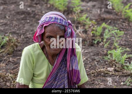Abbigeri, Karnataka, India - November 6, 2013: Closeup of suspicious older female peanut harvester with purple shawl and sari, green shirt. Stock Photo