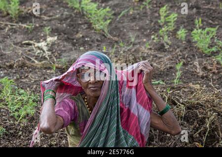 Abbigeri, Karnataka, India - November 6, 2013: Closeup of older female peanut harvester with big-rim glasses and purple shawl and sari, green shirt. Stock Photo