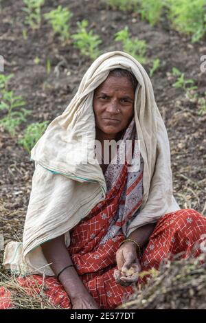 Abbigeri, Karnataka, India - November 6, 2013: Closeup of female peanut harvester with beige sun-protection shawl and mainly red sari. Stock Photo