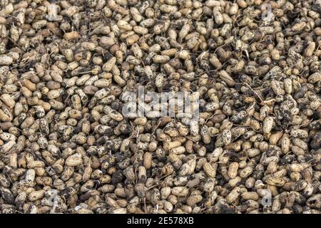 Abbigeri, Karnataka, India - November 6, 2013: Closeup into huge pile of freshly harvested brown peanuts. Stock Photo