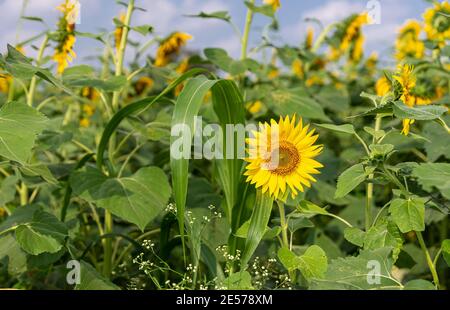 Abbigeri, Karnataka, India - November 6, 2013: Closeup of yellow sunflower surrounded by green leaves. Stock Photo