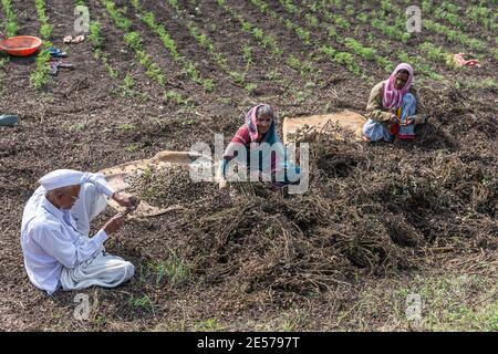 Abbigeri, Karnataka, India - November 6, 2013: Farmer Siddappa Gidigena in white controlling his produce with 2 female farm hands sorting and plucking Stock Photo
