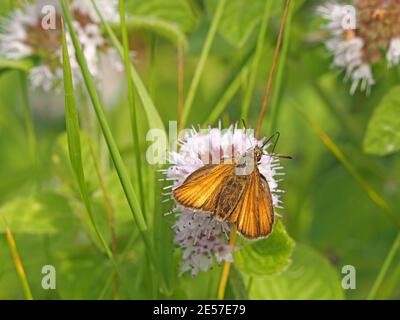 female Small Skipper Butterfly (Thymelicus sylvestris) feeding on nectar of compound flower of Water Mint (Mentha aquatica) in Cumbria, England, UK Stock Photo