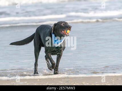 Happy Labrador Retriever plays fetch on beach. Stock Photo