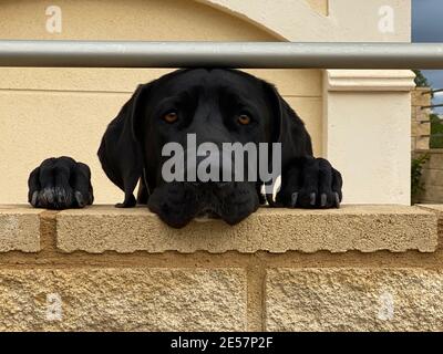 black bulldog looking leaning on the wall. house located in spain