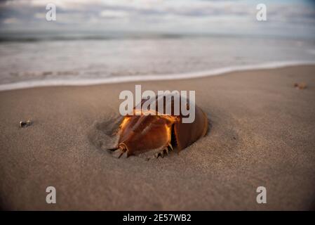 A horseshoe crab (Limulidae sp.) on Atlantic Beach,  North Carolina. Stock Photo