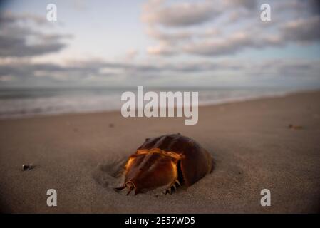 A horseshoe crab (Limulidae sp.) on Atlantic Beach,  North Carolina. Stock Photo