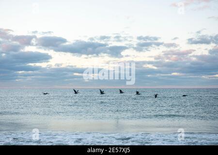American white pelicans (Pelecanus erythrorhynchos) fly low in formation over the ocean at Atlantic Beach, North Carolina. Stock Photo