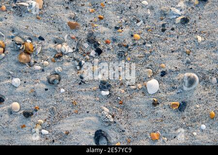 Tiny seashells are left in the sand when the tide goes out at Atlantic Beach, North Carolina. Stock Photo